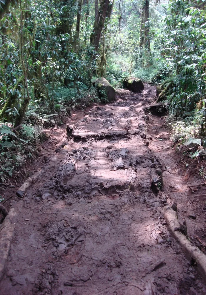 Muddy Kilimanjaro trail on the Mweka Route during wet conditions