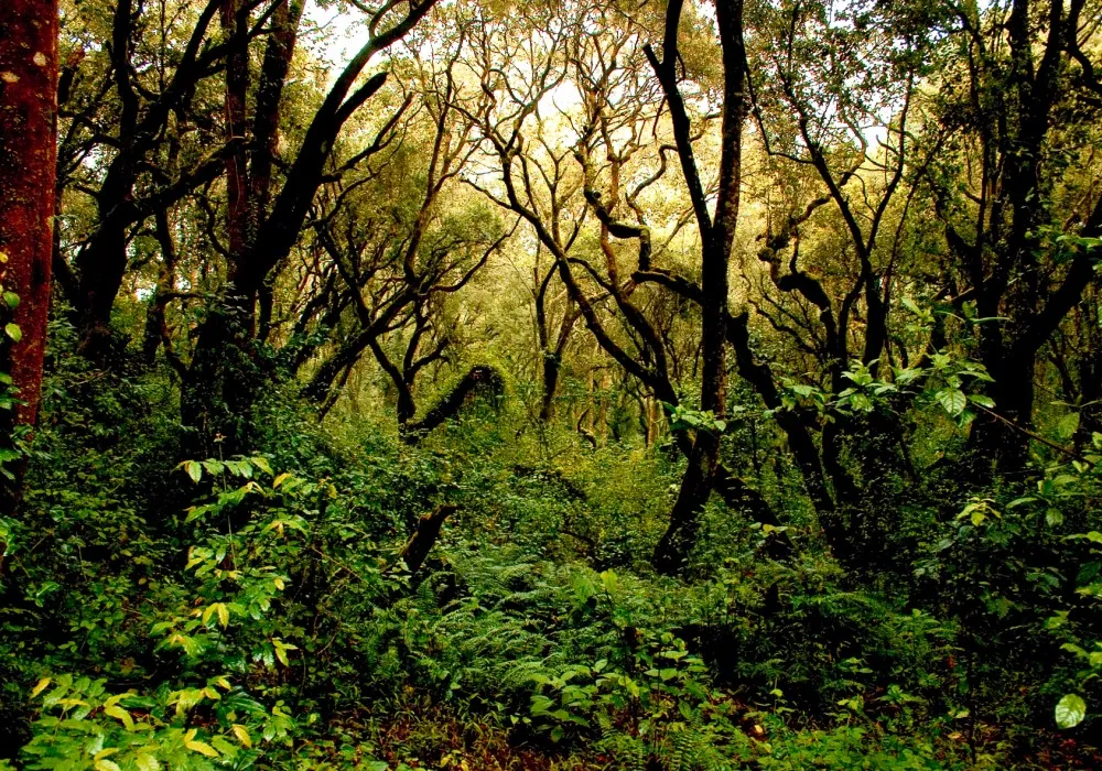 Dense forest on the lower Umbwe Route on Mount Kilimanjaro