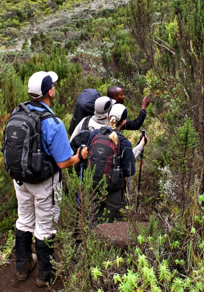 Kilimanjaro guide showing hikers mountain plants during the trek