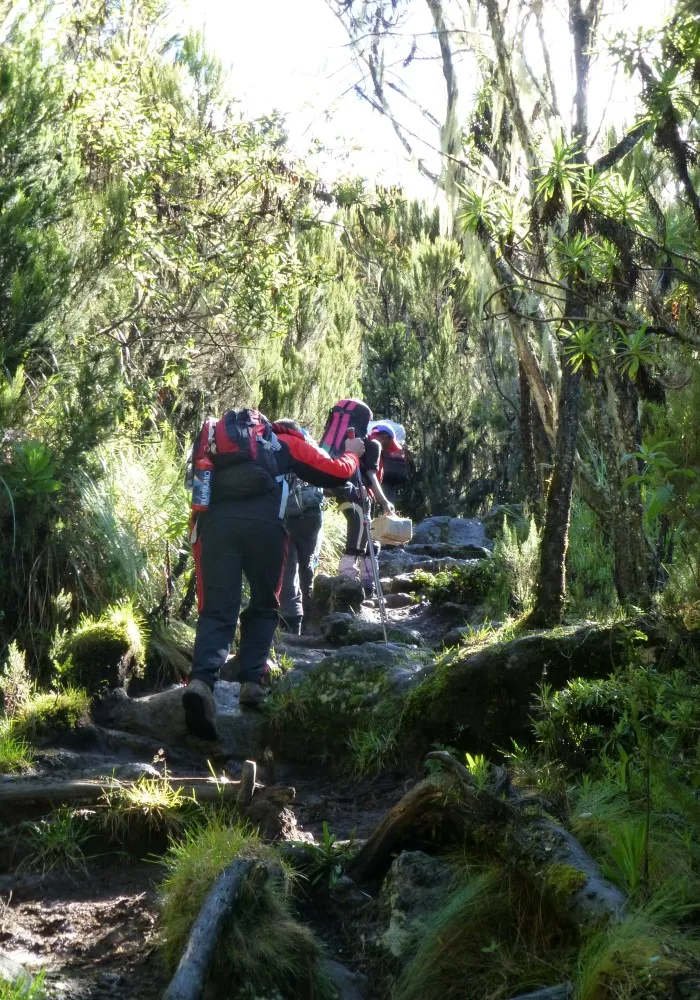 Hikers walking uphill through forest terrain towards Machame Camp on Kilimanjaro