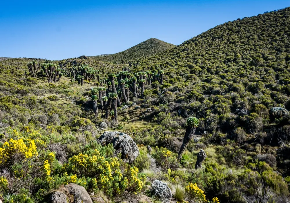 Heath and moorland vegetation on Mount Kilimanjaro with giant groundsels and alpine plants