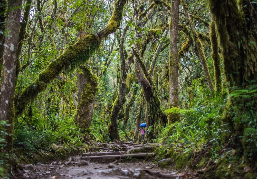 Dense montane rainforest with moss-covered trees on Mount Kilimanjaro