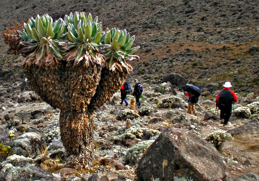Giant groundsel plants growing on Mount Kilimanjaro