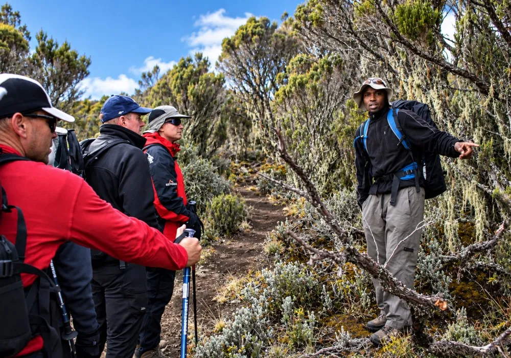 Kilimanjaro guide showing hikers unique plants along the trail