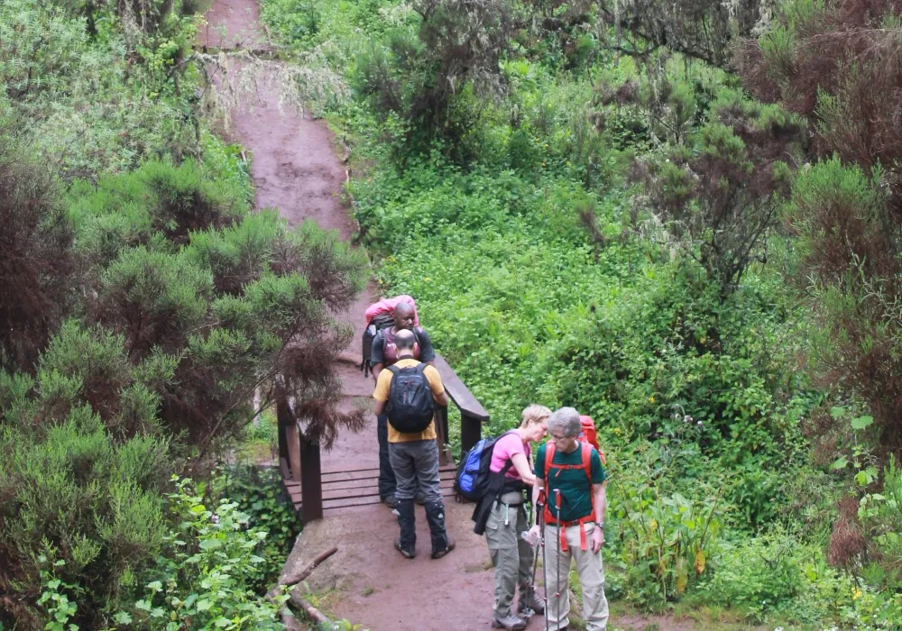 Forest trail on the Lemosho Route on Mount Kilimanjaro