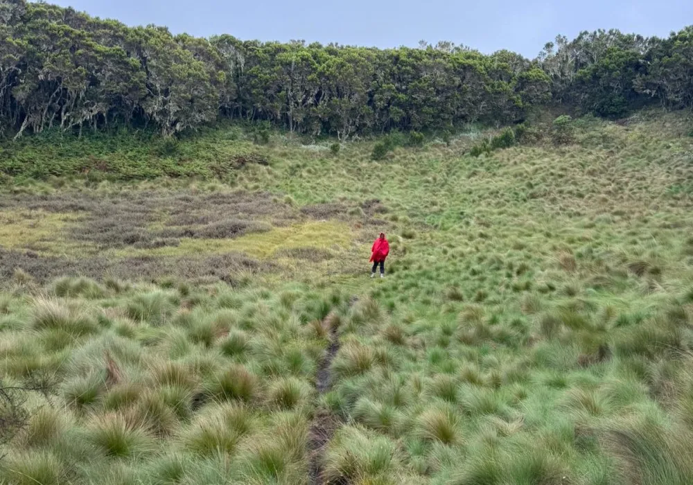 Maundi Crater scenery on the Marangu Route on Mount Kilimanjaro